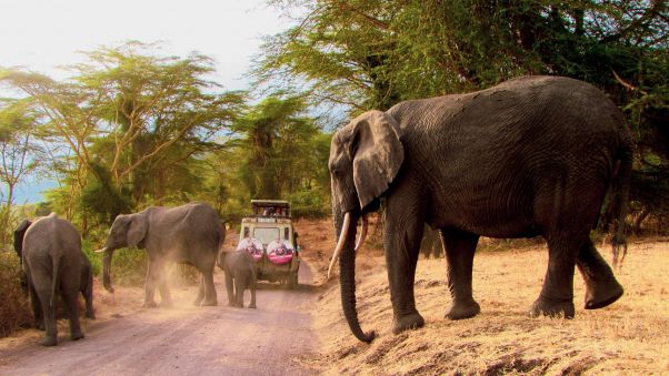 A herd of elephants cross the road behind a jeep in East Africa