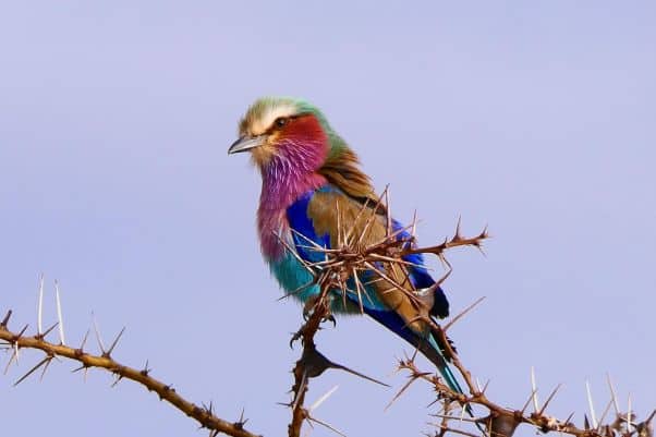 Lilac-breasted roller perches on a branch in Tanzania